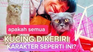 Beginilah Karakter kucing mahal di kebiri [upl. by Lull]