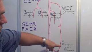 Collateral amp Recurrent arteries of the Arm [upl. by Iadahs]