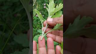 Chrysanthemum Propagation from Cuttings gardeningtips shorts [upl. by Reham152]