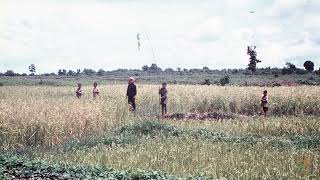 GENOCIDE EDUCATION IN CAMBODIA​ We Are Fighting To Promptly Harvest The Rice [upl. by Alexandr735]