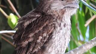 Tawny Frogmouth  call [upl. by Ymot]