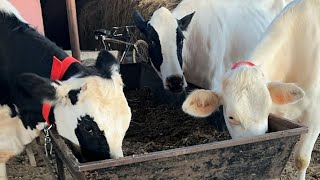 🔴 Top White Beauty 💎 Cows for Sale LIVE chopradairyfarm Punjab Breed Cow 2224 [upl. by Arratoon]