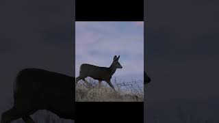 Photographing Mule Deer in the high desert 😍 muledeer deer wildlifephotography nature [upl. by Acisey]