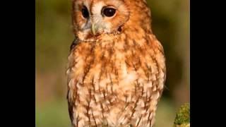 Tawny Owl Call [upl. by Oiratnom]