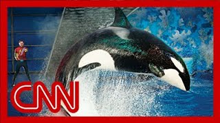 SeaWorld releases video of 2006 killer whale attack [upl. by Edric200]