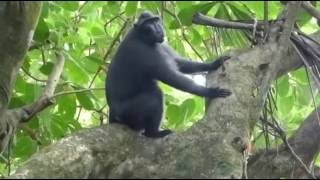 Sulawesi Celebes crested macaque Macaca nigra 新 नई baru ใหม่ [upl. by Mungam]