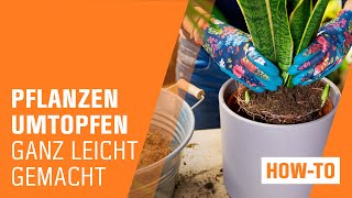 Zimmerpflanzen umtopfen  OBI  Indoor Jungle [upl. by Romilly]