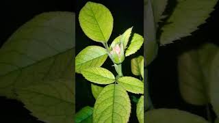 gardening fertilizer plants kkhomegardening kkhomegardening gardeningtips garden shortvideo [upl. by Weissmann]