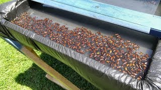 Man Built This Trap In His Backyard And It’s Disgusting How Well It Works horsefly [upl. by Ydur]