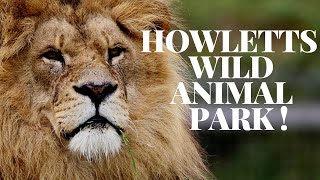 A day at Howletts wild animal park [upl. by Dlorah]