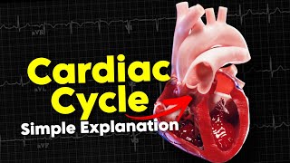 Cardiac cycle • Daily Cardiology [upl. by Aelahs26]