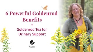 Goldenrod Benefits Medicinal Uses of Goldenrod Plant  Solidago [upl. by Anitsirc]