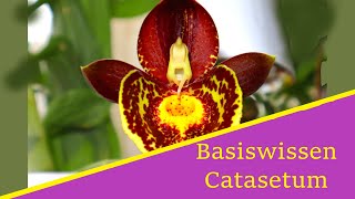 Basiswissen Catasetum Orchideen [upl. by Yllah216]