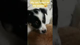 Cat farts on puppy🤣 funny catanddog trending [upl. by Eet]