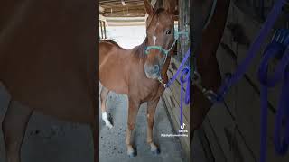 yearling horse toocute barn homestead cute sweet horses [upl. by Ave]