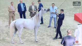 Sharjah A H Festival 2024 UAE BRED Class 4 [upl. by Johiah]