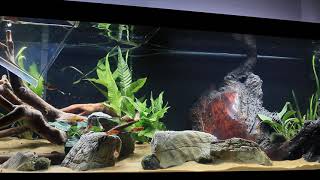 60 gallon aquarium Fire wood Biotope build part 2 [upl. by Adnalor]