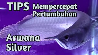 Tips Mempercepat Pertumbuhan Ikan Arwana Silver Brazil [upl. by Ibor695]