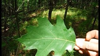 Tree Identification  Northeastern Hardwoods [upl. by Valeda]