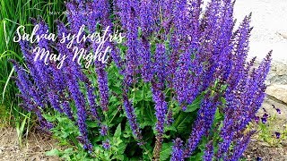 How to care for Salvia quotMay Nightquot [upl. by Yerhpmuh]