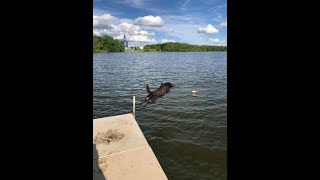 American Water Spaniel Club Video [upl. by Yetta]