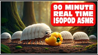 90 Minutes Real Time of Isopods Eating A Yellow Pepper Isopod House 4K [upl. by Lecroy]