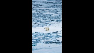 Walking On Water polarbear northpole [upl. by Nolrak]