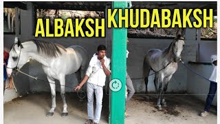 ALBAKSH AND KHUDABAKSH FAMOUS HORSES [upl. by Werdnaed]