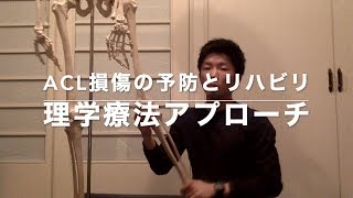 【愛媛松山市 リハビリ】ACL損傷の受傷予防と再発予防に重要な筋肉。 [upl. by Tasia]