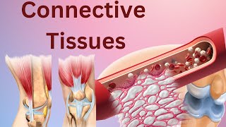 Connective tissues Connective tissues histology Connective tissues anatomy and physiology Biology [upl. by Rodavlas]