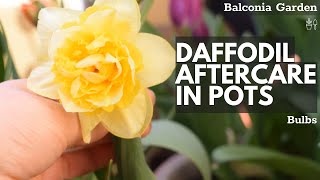 Aftercare For Daffodils Grown In Pots What To Do When Flowering Is Over  Balconia Garden [upl. by Sgninnej894]