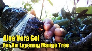 Aloe Vera for Air Layering Mango Tree 100 Showing Result [upl. by Chaves]