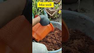 How to Divide And Repot Foxtail Fern  Propagate Foxtail Fern by Division plants shortsvideo [upl. by Jacoby209]