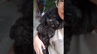 a Frightened dog shortvideo shorts funnyshorts dog poodle trending [upl. by Einram]