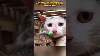 Cerita yang mengharukan shorts hewan kucing ceritamengharukan [upl. by Attennyl]