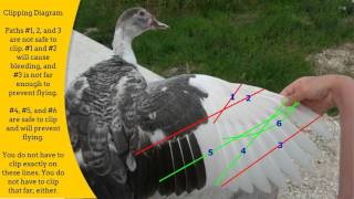 The Complete HowTo Guide to Clipping a Ducks Wing  RAISING DUCKS [upl. by Alatea]