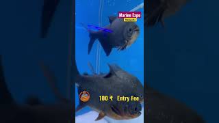 Marine Expo Thodupuzha  Tunel Aquarium at Thodupuzha [upl. by Luing335]