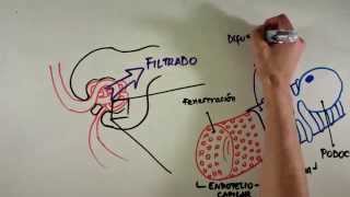 Fisiología Renal [upl. by Duane]