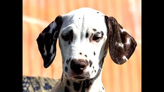 Dalmatian dog puppies exploring the yard  Zagorje Croatia [upl. by Serilda153]