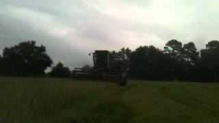 Harvesting Bahia seed with a Gleaner M3 [upl. by Yht]