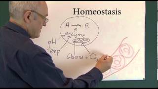 Homeostasis 1 Physiological Principles [upl. by Demy]