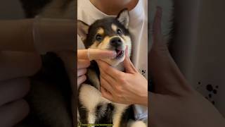 ❗Dog Spa Asmr ❗🐶 shorts youtubeshorts viral trendingshorts pets dog asmr [upl. by Arimlede]