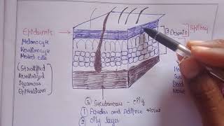 Structure of Skin  layers of skin  Human Anatomy and physiology Bpharma [upl. by Ylera]