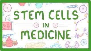 GCSE Biology  Stem Cells in Medicine [upl. by Debbi]