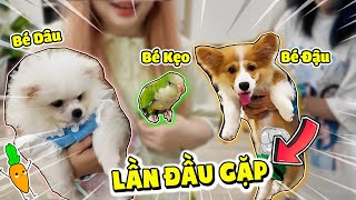 BÉ KẸO LẦN ĐẦU GẶP BÉ DÂU VÀ BÉ ĐẬU  KAMUI MUA ÁO MỚI CHO KẸO  KAMUI NHẬT KÝ CHĂM SÓC PHẦN 4 [upl. by Cayla]