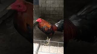 KelsoHacht corridos humor gallos rooster [upl. by Karolyn281]