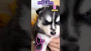 Oletha the 5 week old pomsky puppy [upl. by Yeliah]