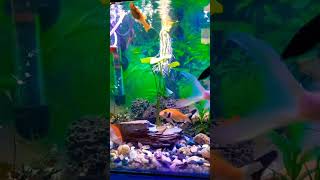 Molly Fish Guppy Fish Platy Fish Shipping King Fish [upl. by Bough]