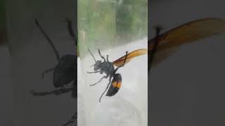 Giant Asian Hornet vs Man gianthornet hornet wasps murderhornets [upl. by Edi381]