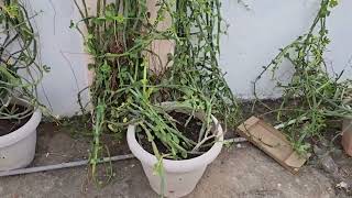 3 Dhar Hadjod Plant  my contact no 9439225488price 25L per Kg [upl. by Mesics]